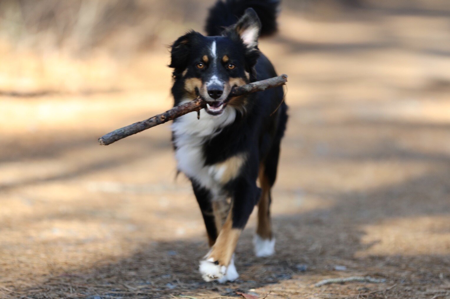 An Australian Shepherd trotting along an outdoor path, carrying a large stick in her mouth