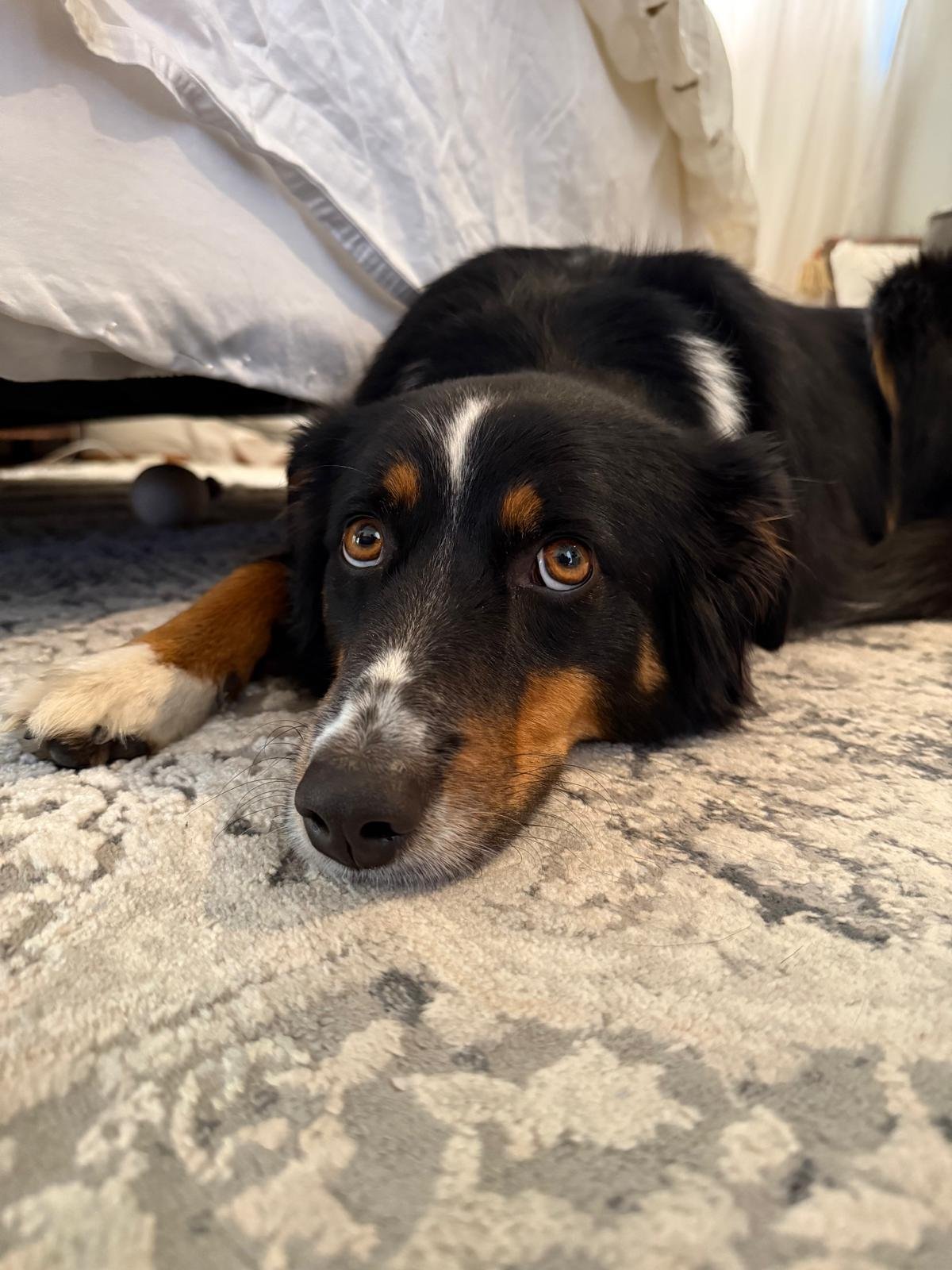 An Australian Shepherd resting calmly on a rug indoors, looking at the camera with a relaxed, content expression