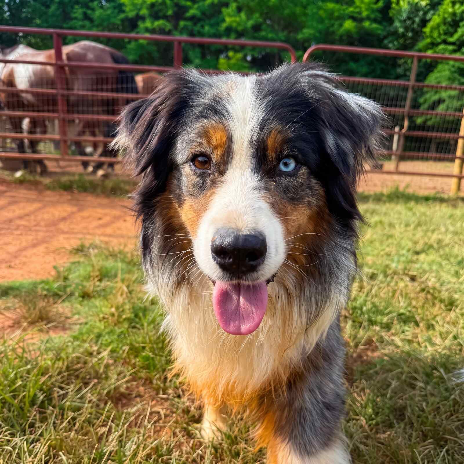 Close-up of Flint, a blue merle Australian Shepherd, with his tongue out and striking heterochromia — one brown eye, one blue