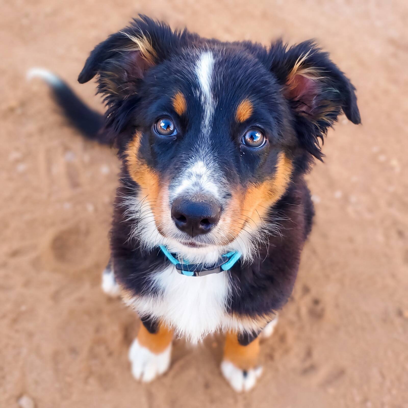 Close-up of Kira as a puppy looking up with soulful eyes, sitting on sandy ground
