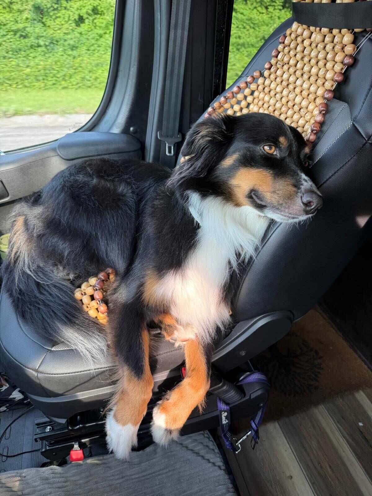 Kira curled up comfortably in the back seat of a car, resting against a beaded seat cover and looking out the window