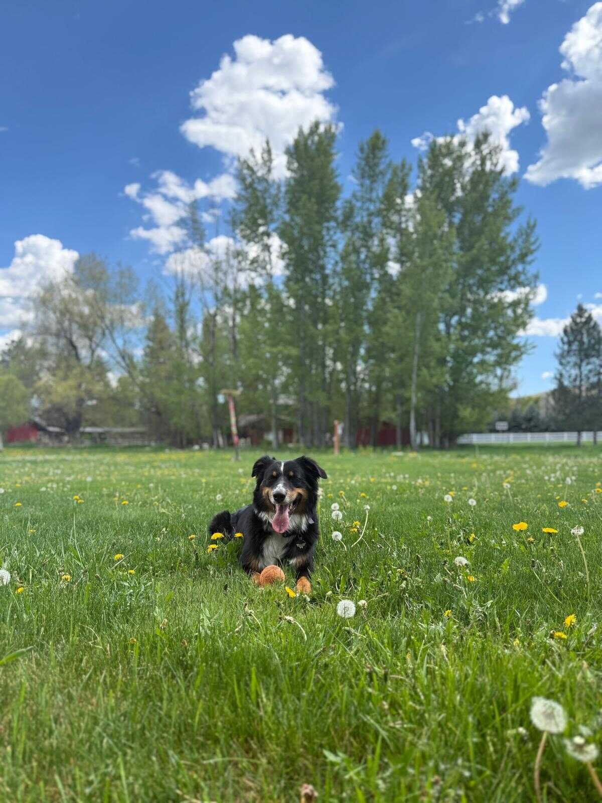 Kira lying alert in a grassy meadow full of dandelions, ears perked toward something in the distance
