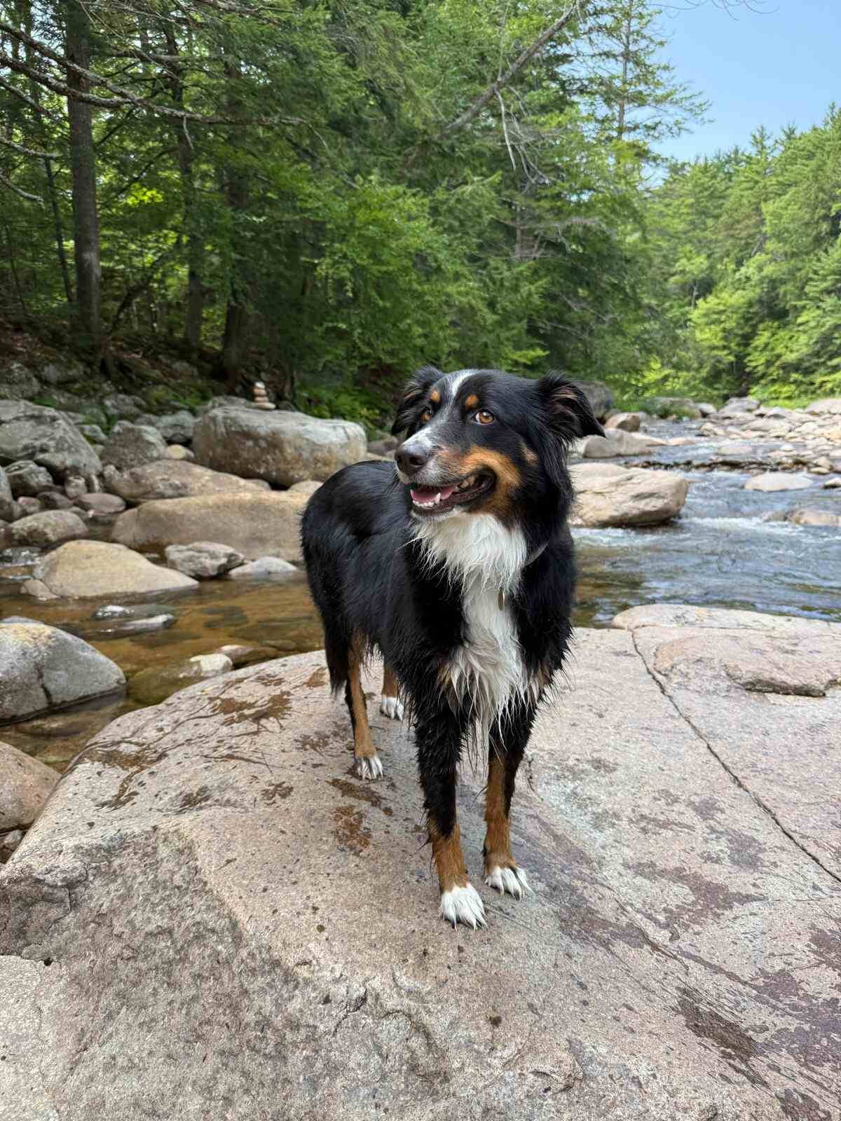 Kira standing on a rock in a forest stream, her legs and paws still wet from wading in the water
