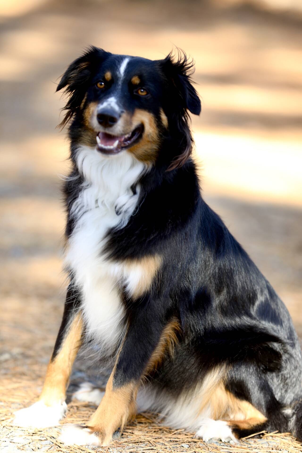 Kira sitting attentively outdoors on a sunlit trail, ears up and looking at the camera